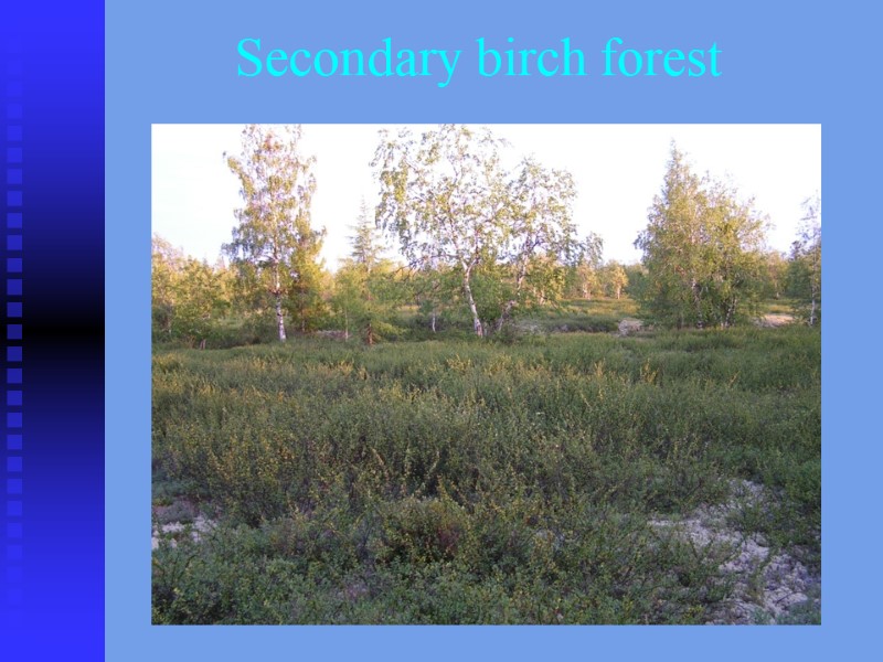 Secondary birch forest